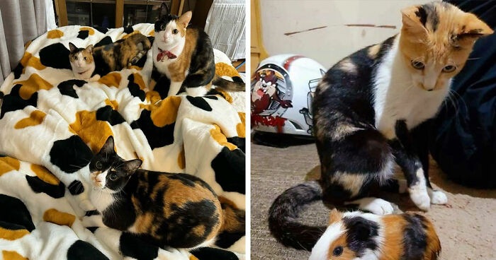 75 Funny And Cute Cat Photos That’ll Make You Smile Today