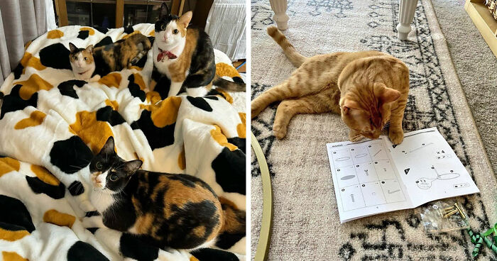 This Page Captures Cats Being Adorable, Chaotic, And Way Too Funny (75 Pics)