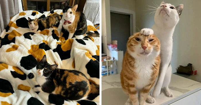 This Page Captures Cats Being Adorable, Chaotic, And Way Too Funny (75 Pics)