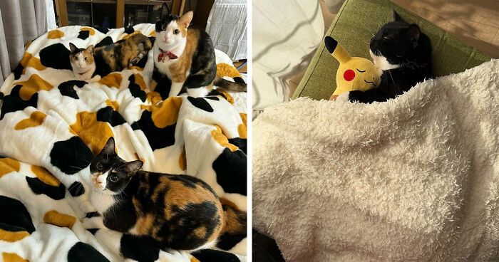 This Page Captures Cats Being Adorable, Chaotic, And Way Too Funny (75 Pics)