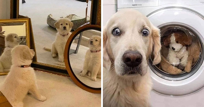 This Page Shared 40 Dog Photos Guaranteed To Reset Your Mood