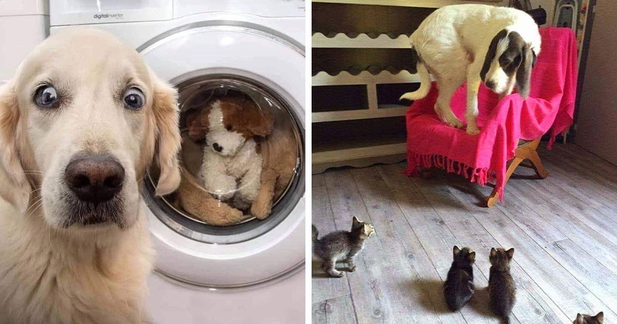 40 Funny And Cute Dog Photos That Might Make You Smile Today - Bored Panda