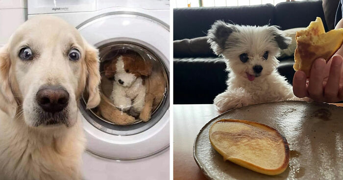 This Facebook Page Shares The Most Ridiculously Dog Photos To Help You De-Stress (40 Pics)