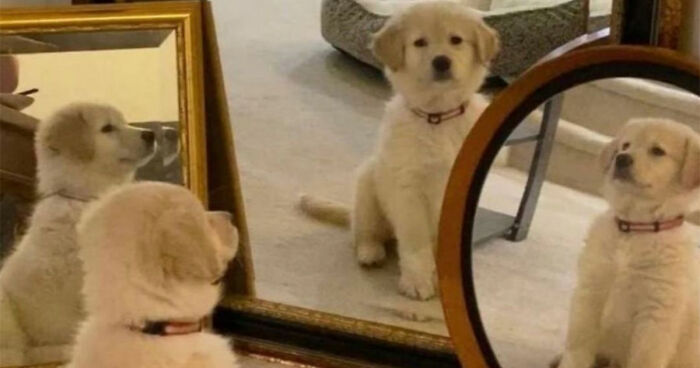 Dogs Being Dogs: 40 Pics From A Page Made To Help You De-Stress