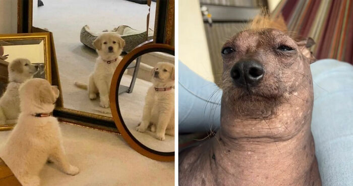 Dogs Being Dogs: 40 Pics From A Page Made To Help You De-Stress