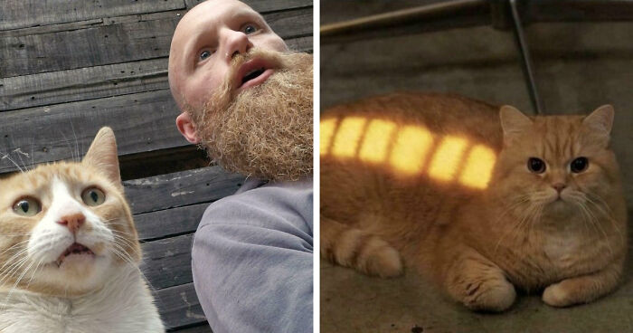 38 Hilarious Photos Proving That Orange Cats Will Never Beat The “One Brain Cell” Allegations (New Pics)