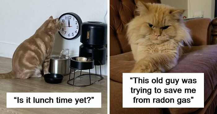 38 Hilarious Photos Proving That Orange Cats Will Never Beat The “One Brain Cell” Allegations (New Pics)