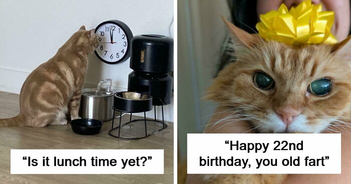 “One Orange Brain Cell”: 38 Adorable Photos Of Orange Cats Being Their Hilarious Selves (New Pics)