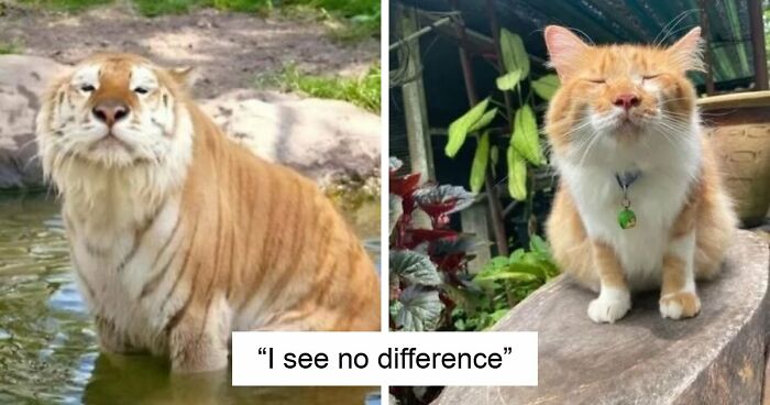 38 Hilarious Photos Proving That Orange Cats Will Never Beat The “One Brain Cell” Allegations (New Pics)