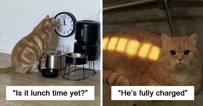 38 Hilarious Photos Proving That Orange Cats Will Never Beat The “One Brain Cell” Allegations (New Pics)
