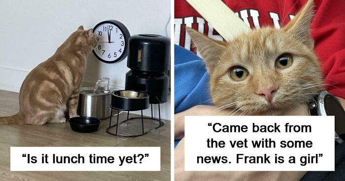 38 Hilarious Photos Proving That Orange Cats Will Never Beat The “One Brain Cell” Allegations (New Pics)