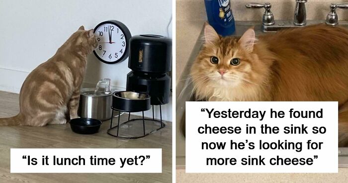 38 Hilarious Photos Proving That Orange Cats Will Never Beat The “One Brain Cell” Allegations (New Pics)