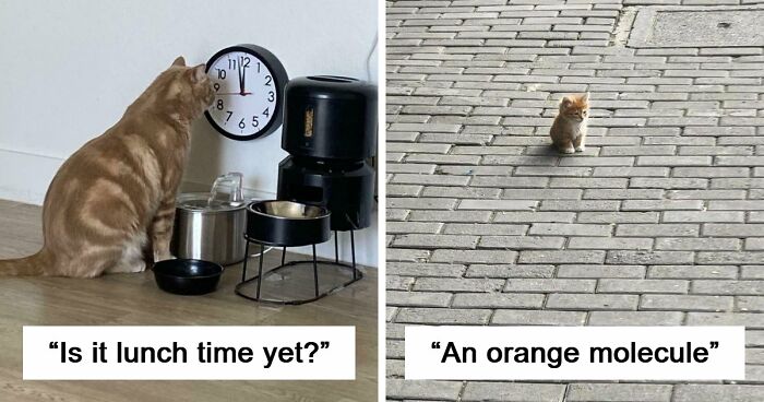 38 Hilarious Photos Proving That Orange Cats Will Never Beat The “One Brain Cell” Allegations (New Pics)