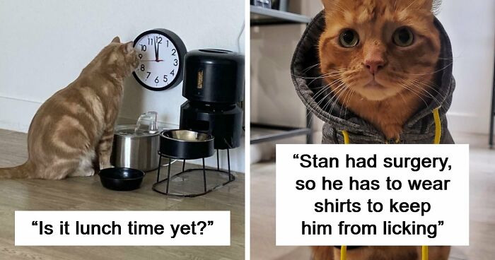 38 Hilarious Photos Proving That Orange Cats Will Never Beat The “One Brain Cell” Allegations (New Pics)