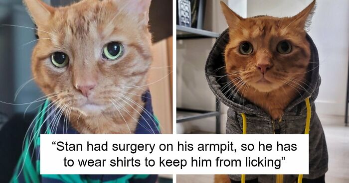 38 Hilarious Photos Proving That Orange Cats Will Never Beat The “One Brain Cell” Allegations (New Pics)