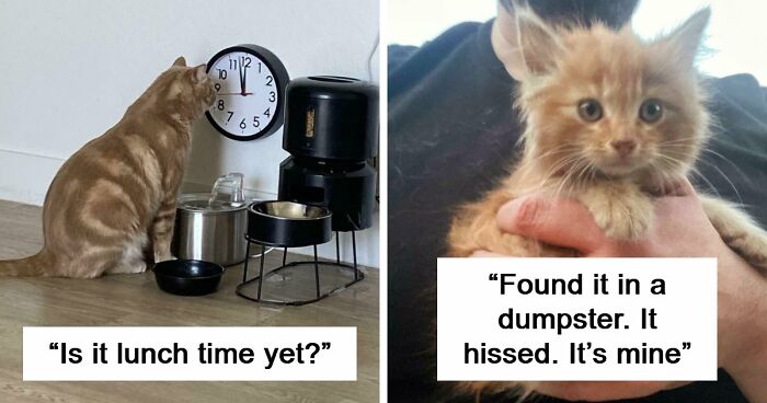 38 Hilarious Photos Proving That Orange Cats Will Never Beat The “One Brain Cell” Allegations (New Pics)