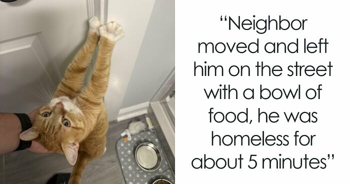 38 Hilarious Photos Proving That Orange Cats Will Never Beat The “One Brain Cell” Allegations (New Pics)