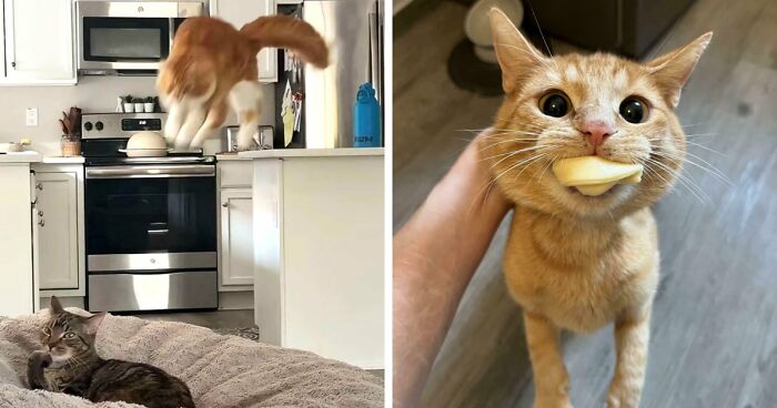 38 Hilarious Photos Proving That Orange Cats Will Never Beat The “One Brain Cell” Allegations (New Pics)