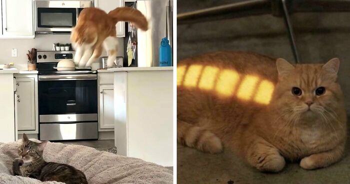 38 Hilarious Photos Proving That Orange Cats Will Never Beat The “One Brain Cell” Allegations (New Pics)