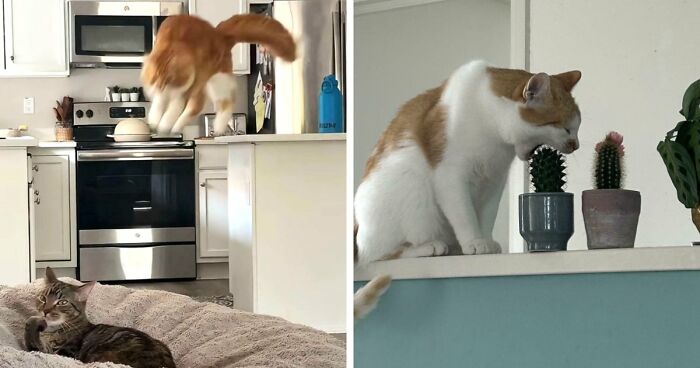 38 Hilarious Photos Proving That Orange Cats Will Never Beat The “One Brain Cell” Allegations (New Pics)