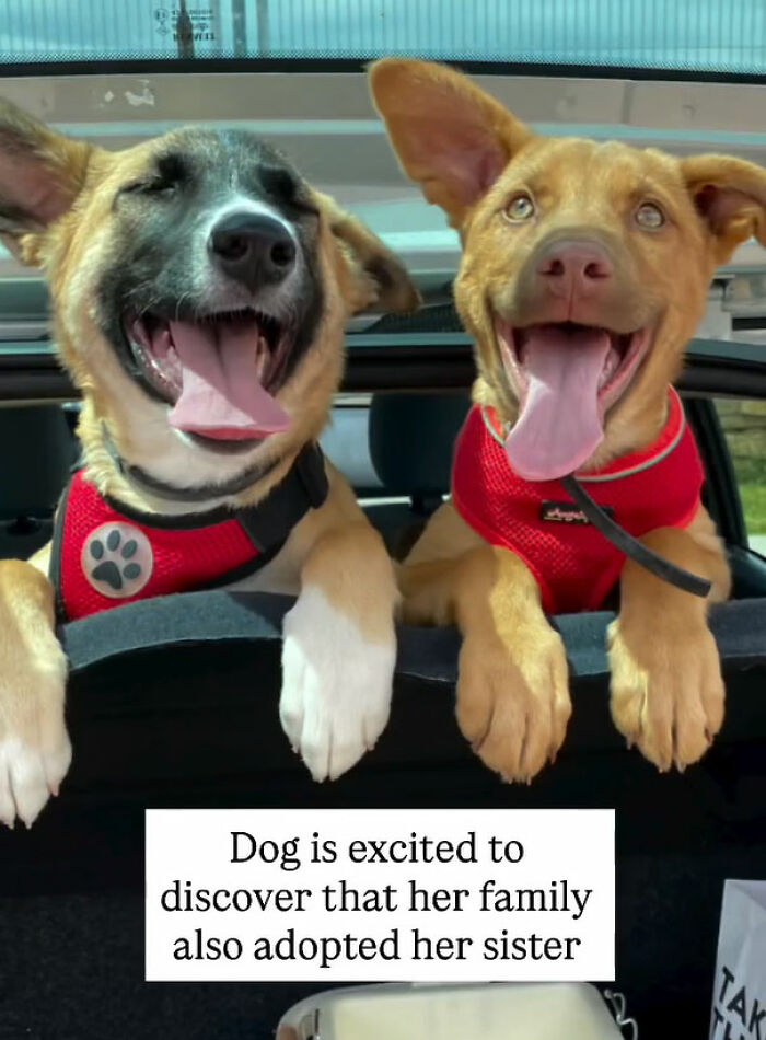 Two newly adopted dogs wearing red harnesses, happily leaning out of a car window, showcasing cozy winter pet joy.