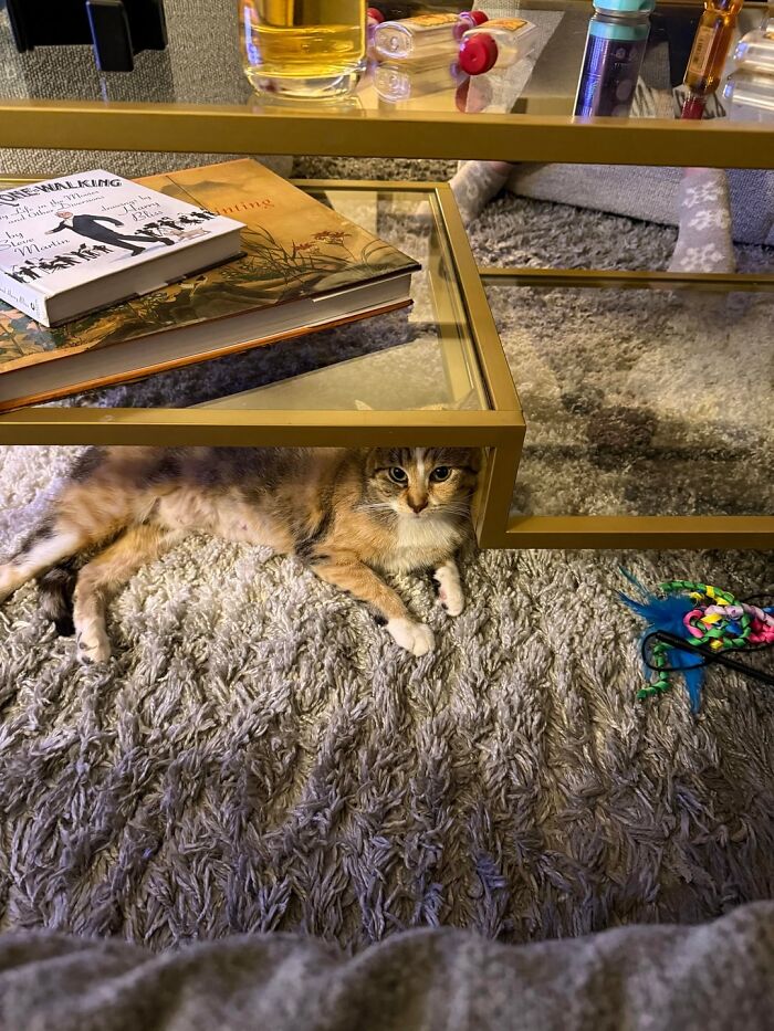 Cozy newly adopted cat lying under a glass coffee table on a soft carpet with pet toys nearby in winter.