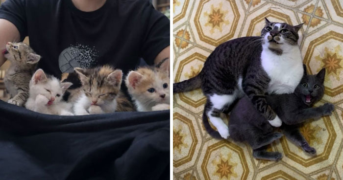 74 Newly Adopted Pets Whose Cozy Winter Beginnings May Melt Your Frozen Heart (January Edition)