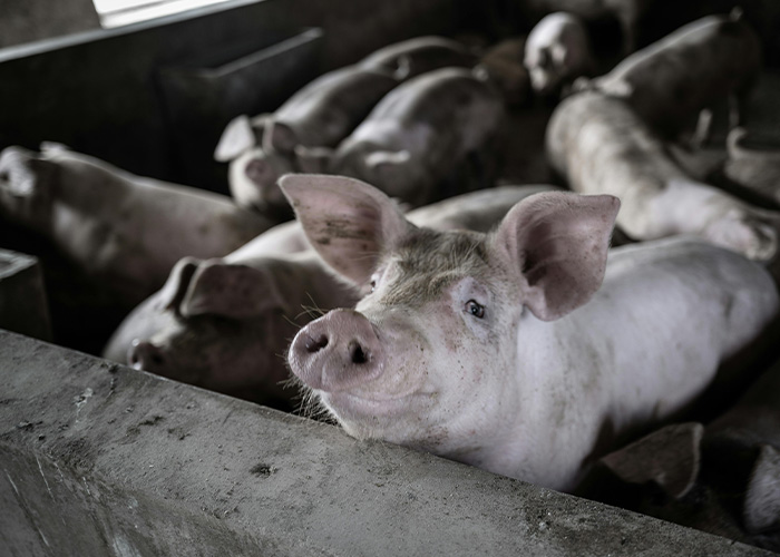 Pig in a farm pen, illustrating a doctor issues warning after incurable virus outbreak and COVID-style airport restrictions.