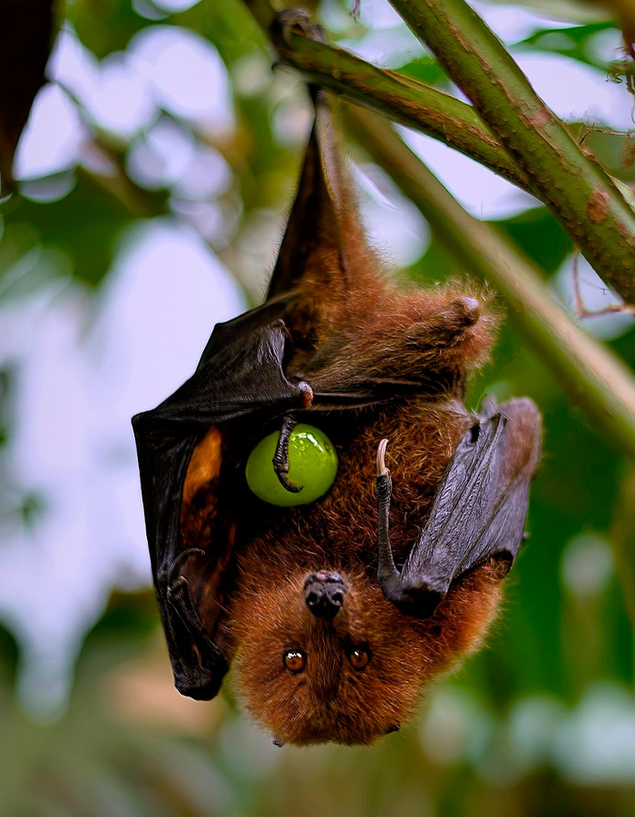 Bat hanging from tree branch holding fruit, symbolizing virus outbreak concerns and COVID-style airport restrictions warnings.