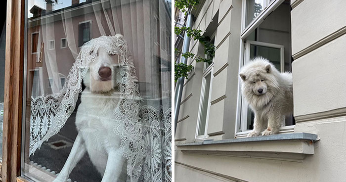 This Instagram Profile Shared 80 Sweet Dogs Looking Out From Windows