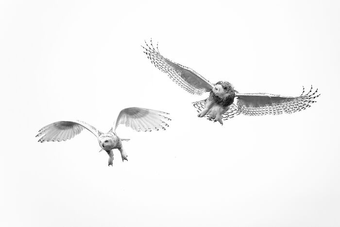 Two award-winning black and white animal photos showing owls in flight against a white sky.