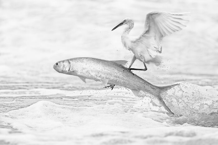 Black and white animal photo of a bird catching a fish in water capturing nature's impact without color.