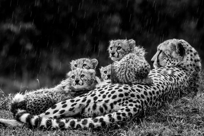Black and white animal photo of a cheetah family resting in the rain, showcasing nature’s raw beauty without color.
