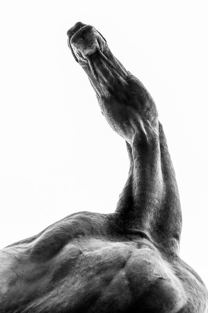 Black and white animal photo showcasing a horse from a low angle, highlighting its muscular neck and head in high contrast.