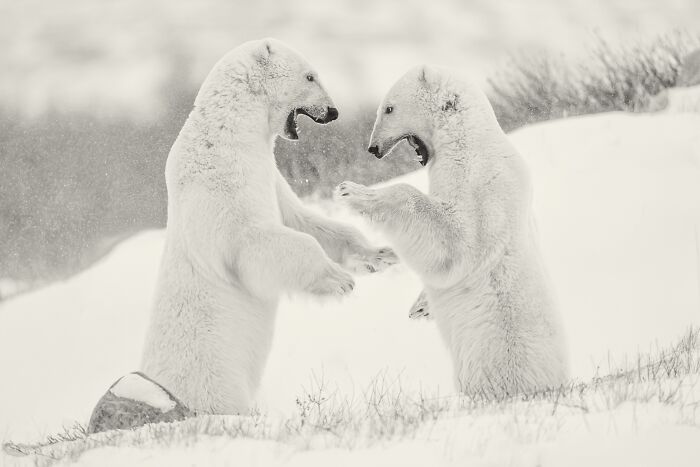 Two polar bears playfully interacting in the snow captured in award-winning black and white animal photography.