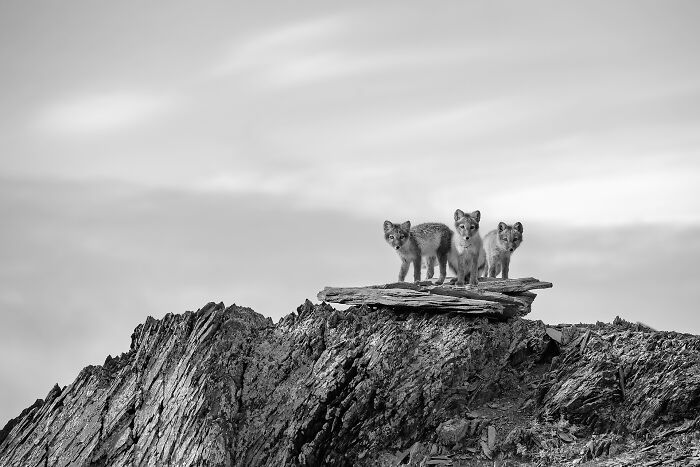 Three young foxes standing on a rocky ledge in a black and white animal photo showcasing nature's impact without color.