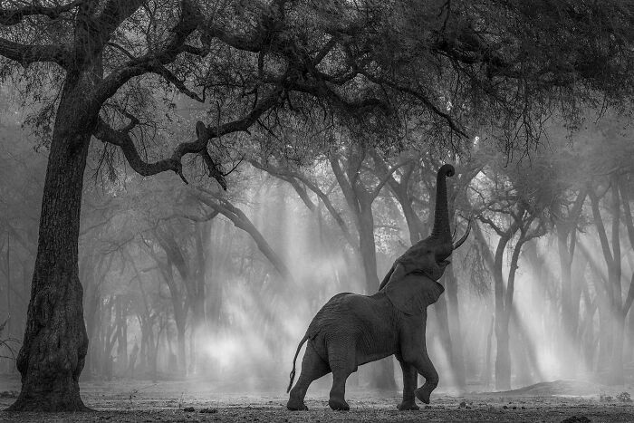 Black and white animal photo of an elephant reaching up in a forest, showcasing award-winning nature photography impact.
