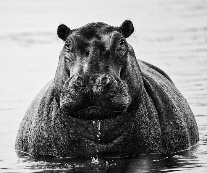 Close-up black and white animal photo of a hippopotamus partially submerged in water, showcasing nature's impact without color.