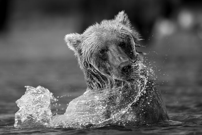 Black and white animal photo of a bear splashing water, showcasing award-winning nature photography impact without color.