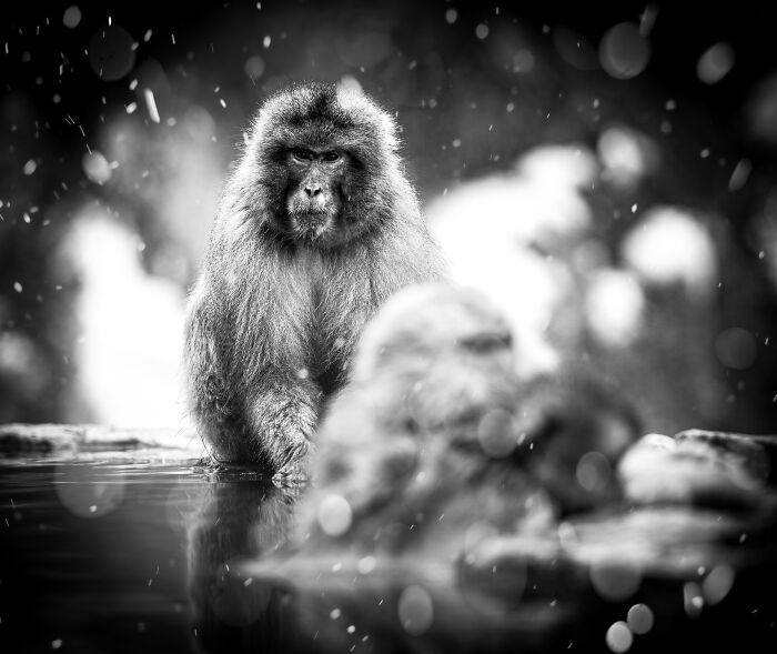 Black and white animal photo of a monkey in water showcasing award-winning nature photography without color impact.