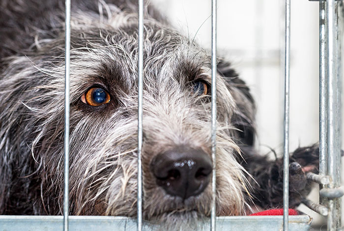 Sad dog with brown eyes lying behind metal bars, reflecting struggle with ex’s dog and threat to take it to shelter. Sad dog with brown eyes lying behind metal bars, reflecting struggle with ex’s dog and threat to take it to shelter.
