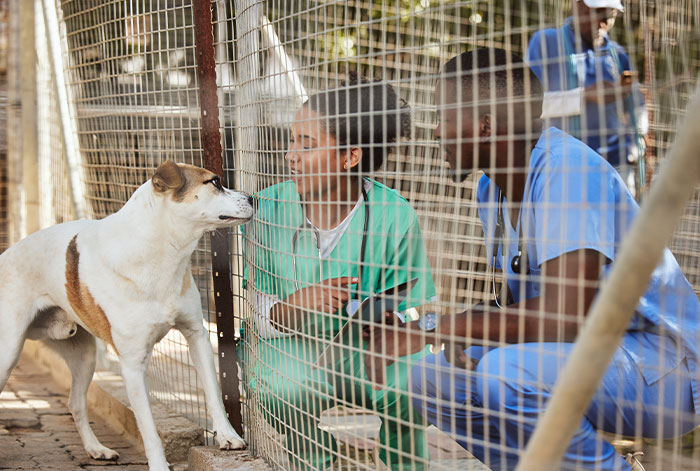 Two veterinary workers in scrubs interacting with a dog through a metal shelter fence at an animal shelter Two veterinary workers in scrubs interacting with a dog through a metal shelter fence at an animal shelter