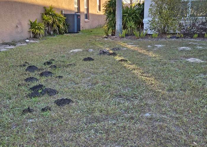 Yard of newly bought house with molehills and patches of disturbed grass near the building exterior.