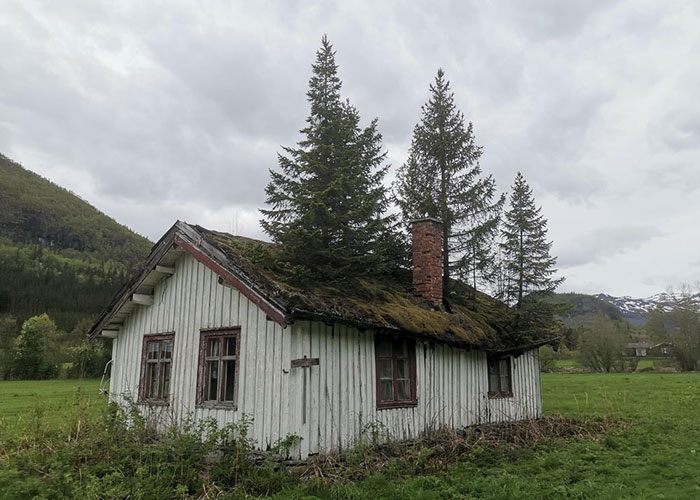 Old house with trees growing through the roof in a rural setting, illustrating challenges after buying a house.