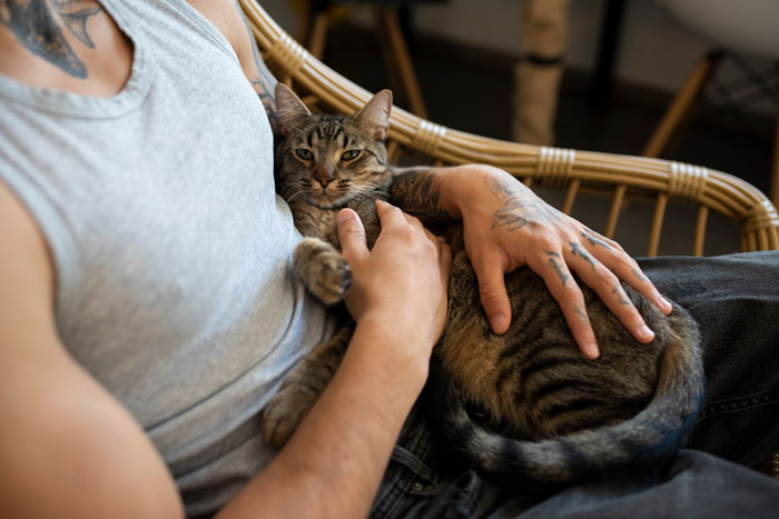 Person with tattoos wearing a gray tank top sitting in a chair holding a relaxed tabby cat in their lap. - 76