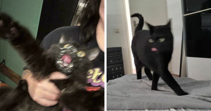 52 Blurry And Scrungy Cat Pics That Are Absolute Serotonin Boosters