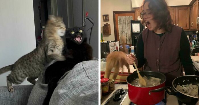 Cats Can Be Very Interesting Creatures And These 52 Pictures Prove That