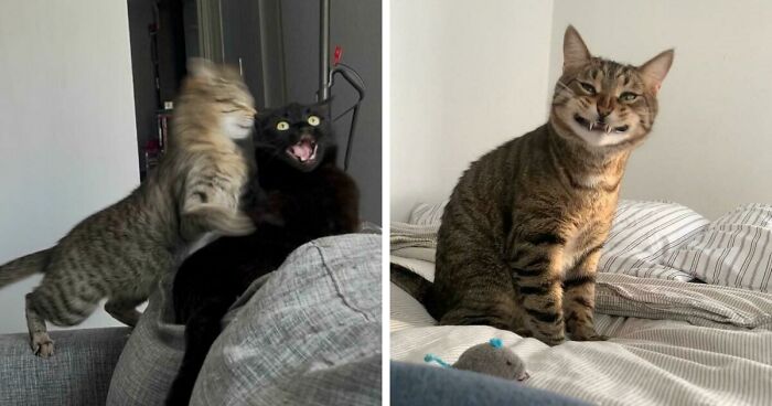 Cats Can Be Very Interesting Creatures And These 52 Pictures Prove That