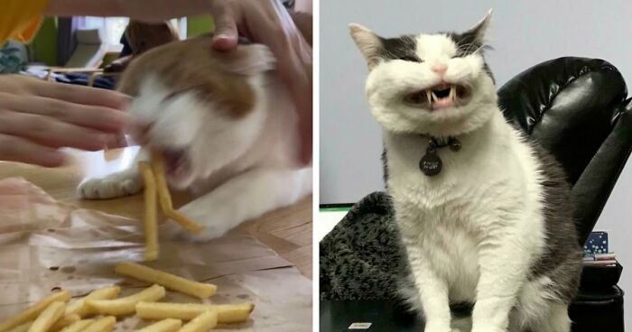 52 Blurry And Scrungy Cat Pics That Are Absolute Serotonin Boosters