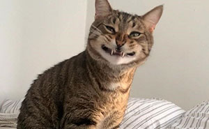 Here Is The Ultimate Hotlist Of 52 Cats Being Cats That You Should Definitely Check Out